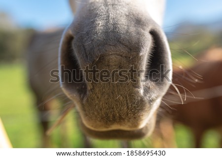 detail of the snout of a nice white horse. pets concept. Selective focus.