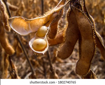 Detail Of Soy Plant In Field With Selective Focus, In Mato Grosso State, Brazil