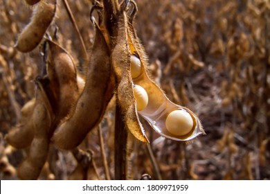 Detail Of Soy Plant In Field With Selective Focus, In Mato Grosso State, Brazil