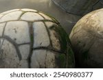 Detail of Spherical Boulders on Koekohe Beach Near Moeraki, New Zealand