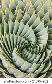 Detail Of Spiral Aloe