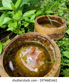 Detail Of Stagnant Water In A Bamboo Cut