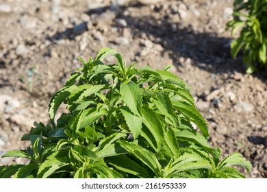 Detail Of A Stevia Or Candyleaf Plant In A Plantation