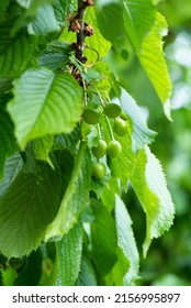 Detail Of Still Green Cherries, Just Born, Growing, On The Tree. Organic Fruits