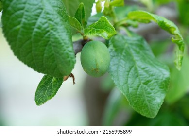 Detail Of Still Green Cherries, Just Born, Growing, On The Tree. Organic Fruits