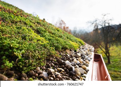 Detail of stones on extensive green living roof covered with vegetation mostly sedum sexangulare, also known as tasteless stonecrop