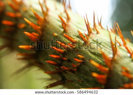 Similar – Image, Stock Photo jungles Virgin forest