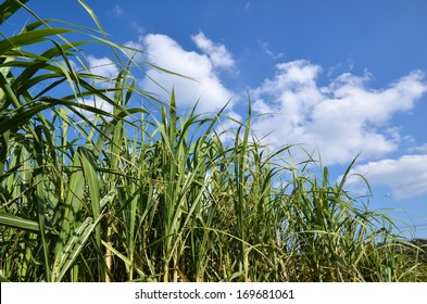 沖縄 サトウキビ の写真素材 画像 写真 Shutterstock