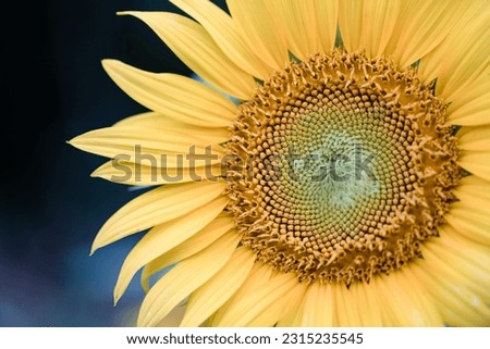 Detail of sunflower against dark background.