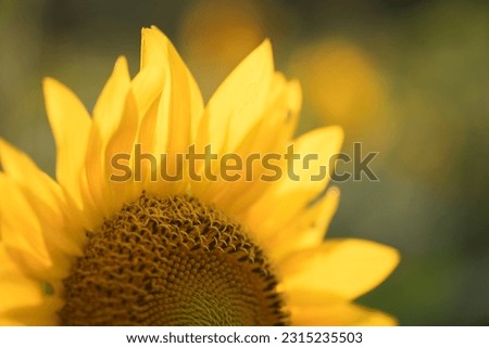 Detail of sunflower against natural green background.