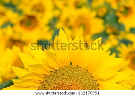 Similar – sunflower field