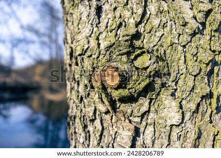 Detail of sunlit tree texture. A broken branch on a tree trunk. Defocused nature in the background. Tree bark, texture, knot. Tree trunk in sunlight. Environment, texture, nature, background.