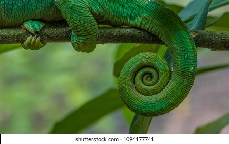 Detail of the tail of a chameleon in the primeval forests of the Andasibe National Park, Eastern Madagascar