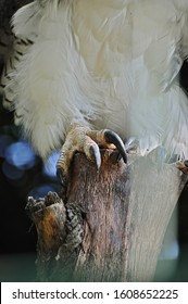 Detail Of A Talon Of A American Harpy Eagle