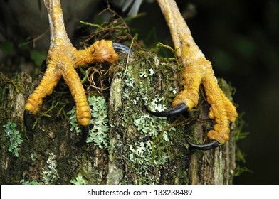 Detail Of Talons Of Australasian Harrier Hawk, Circus Approximans, New Zealand