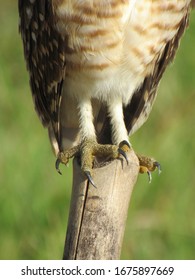 Detail Of The Talons Of A Burrowing Owl On A Wood Pole