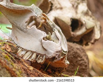 Detail the teeth horse skull rotten trunk
