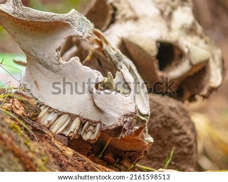 Detail of the teeth of a horse skull on a rotten trunk