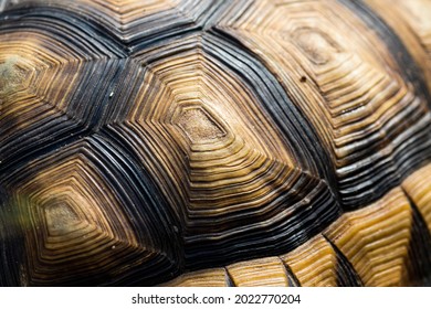 2,559 Tortoise Side Images, Stock Photos & Vectors | Shutterstock