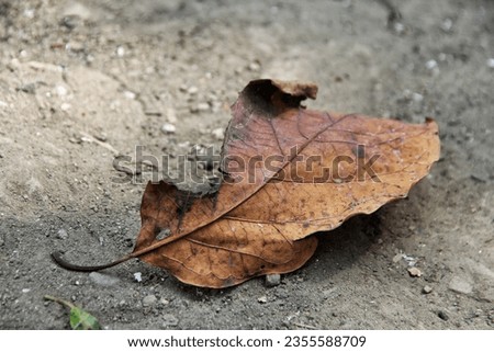 detail texture daun kering alpukat yang jatu ke tanah dengan warna esthetic