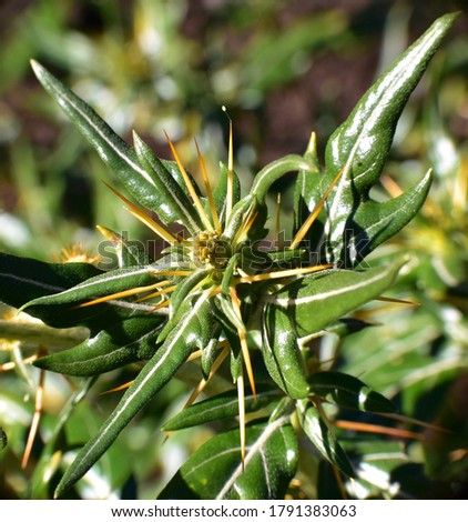 Detail of thorny plant Xanthium spinosum.