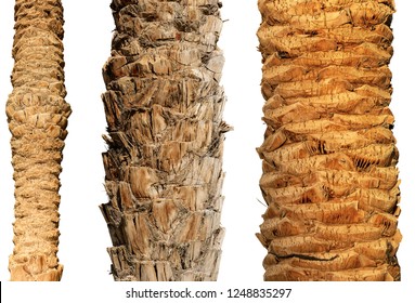 Detail of three trunks of palm trees isolated on white background - Powered by Shutterstock