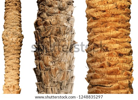 Detail of three trunks of palm trees isolated on white background