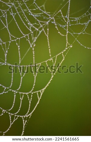 Detail of tiny dew drops covering spider web with soft green background