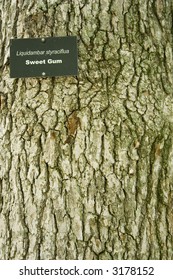 Detail of a tree trunk