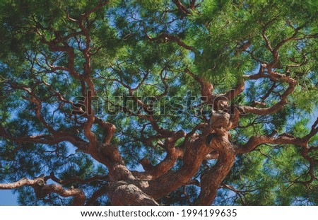 Detail of the treetop of a sunlit japanese black pine in zen garden in Kyoto, Japan