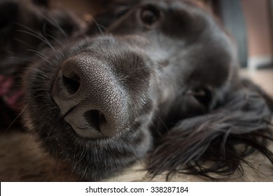 Detail Of Truffle Nose Of A Black Dog