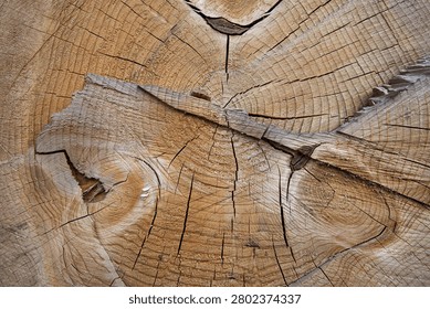 Detail of a trunk cut perpendicular to its structure.You can admire the grain and different colors of the material.