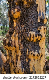 Detail Of The Trunk Of An Old Gum Tree With Remnants Of Burned Bark After A Wildfire. Flinders Range, South Australia
