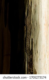 Detail Of Trunk Of Tasmanian Bluegum Tree