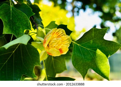Detail of tulip tree -liriodendron or yellow poplar - with yellow -orange flower - Shutterstock ID 2012633888