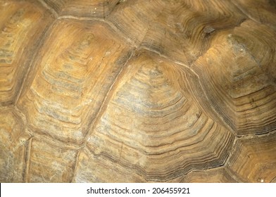 Detail Turtle Shield Stock Photo 206455921 | Shutterstock