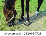 Detail of unshod horse hoof. Horse hoof without horseshoe, Horse