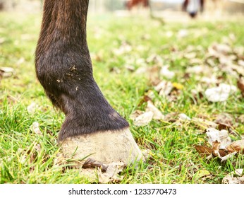 Detail of unshod horse hoof. Horse hoof without horseshoe close up on green grass background