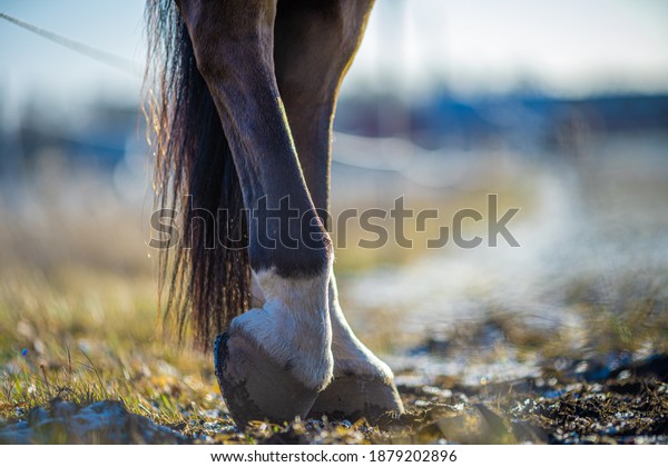 Detail\
of unshod horse hoof. Horse hoof without\
horseshoe