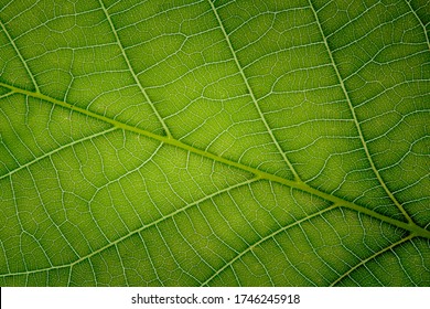 Detail Of The Vains Of A Leaf