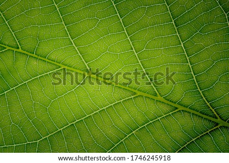 Detail of the vains of a leaf