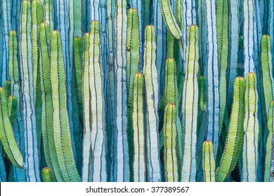 DETAIL VIEW OF THE CARDON CACTUS IN SUMMER WITH RICH BLUE GREEN AND TORQOUISE COLORS