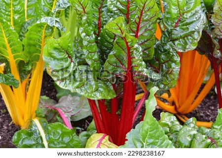 Detail view of colourful leaf vegetables showing leaf veins structure.