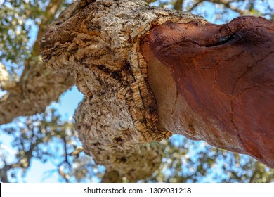 Detail view of a cork oak tree trunk in Alentejo Portugal