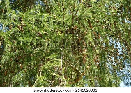 Detail view of a European larch (Larix decidua) in summertime