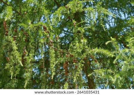 Detail view of a Polish larch (Larix polonica) in summertime