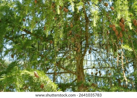 Detail view of a Polish larch (Larix polonica) in summertime