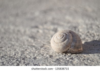 Detail view of snail shell