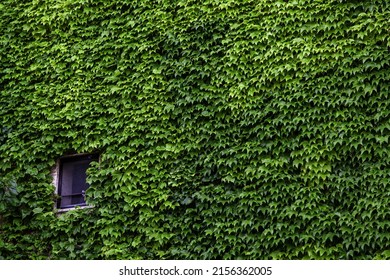 Detail of wall full of green ivy, decoration with plants