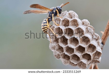 detail of a Wasp in its nest that is on a branch with the background out of focus